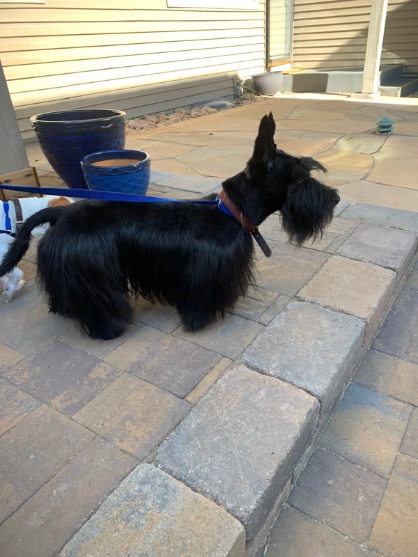 Black dog with upright ears standing on a brick patio