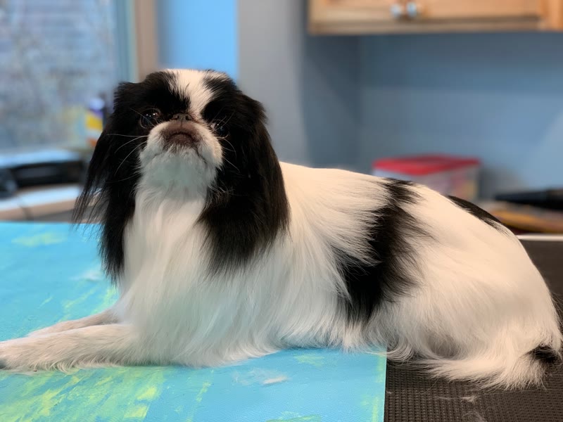 Long-haired black-and-white dog lying on a grooming table