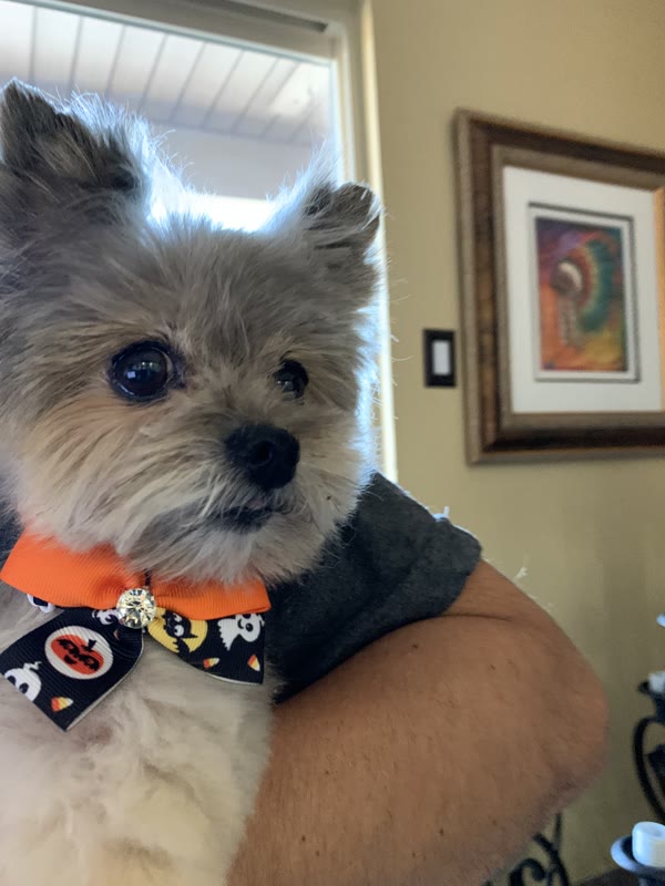 The Luxury Pet gallery photo 7