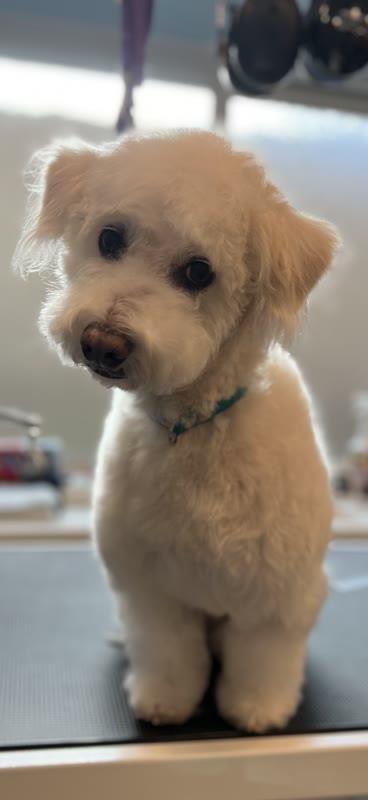 The Luxury Pet gallery photo 25