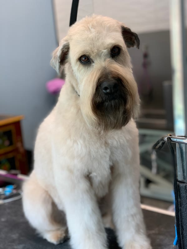 Cream-colored dog with a dark muzzle sitting on a grooming table