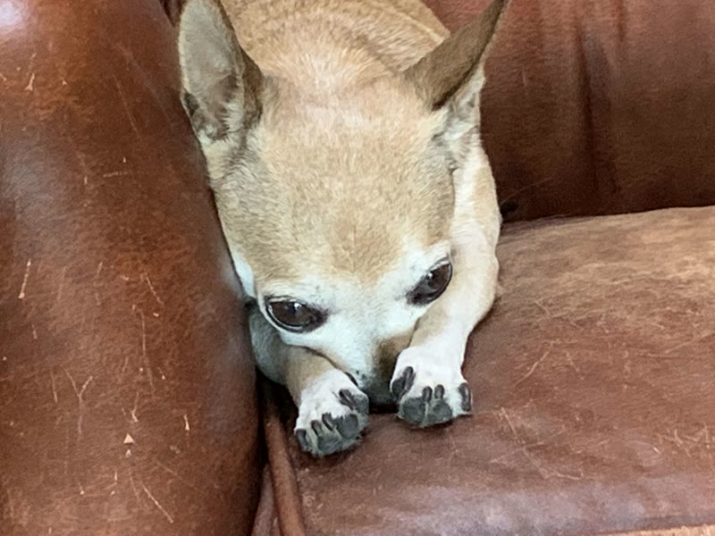 The Luxury Pet gallery photo 8