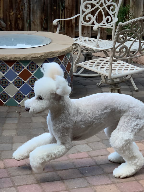 White and gray poodle lying on a brick patio