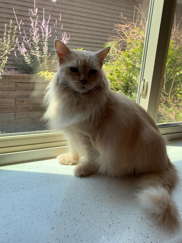 Long-haired orange cat sitting beside a window