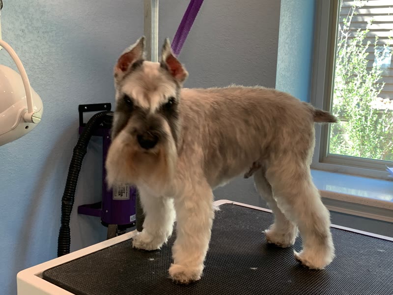 Tan dog with a bearded muzzle standing on a grooming table