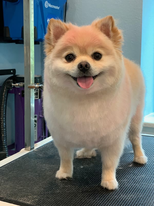 Small fluffy orange and cream dog standing on a grooming table