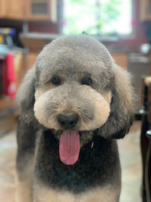 Gray curly-haired dog with its tongue out