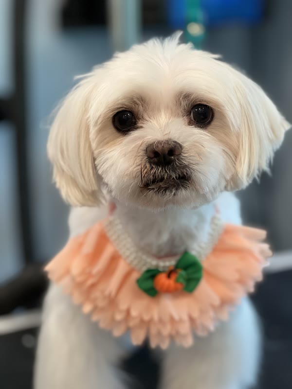 The Luxury Pet gallery photo 14