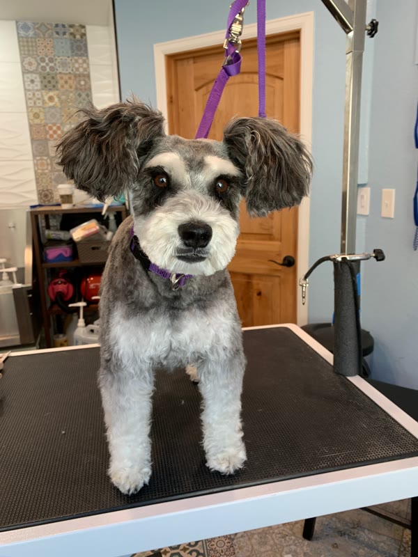 Gray-and-white dog with dark fluffy ears on a grooming table