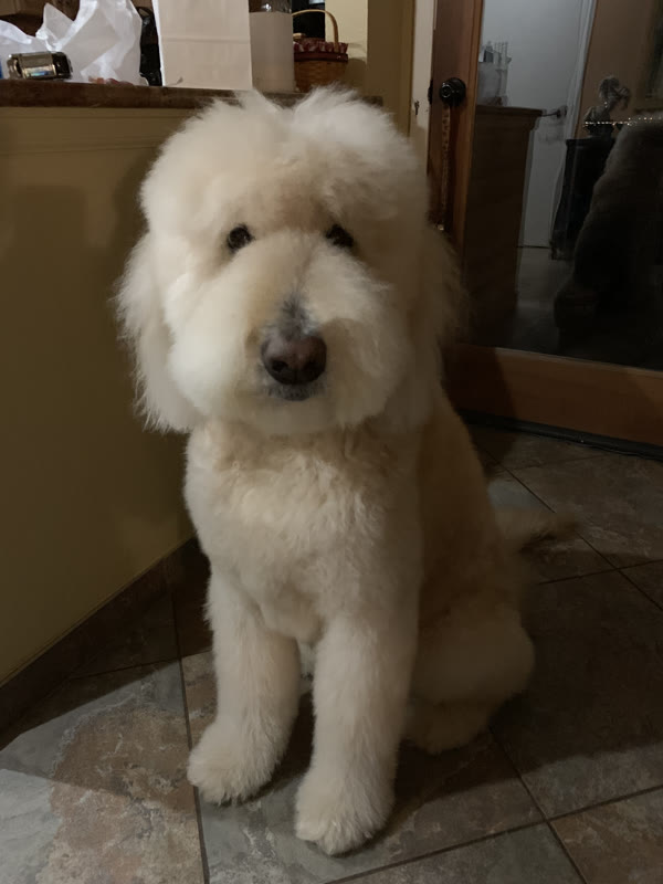 Fluffy cream-colored dog sitting on a tiled floor