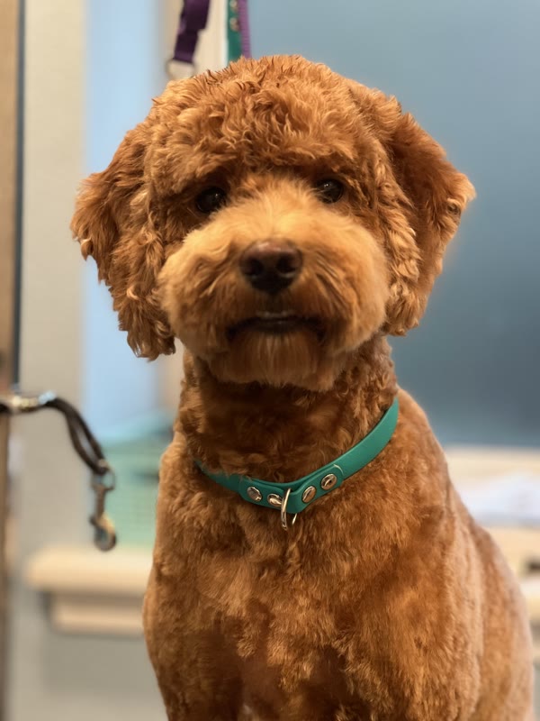 The Luxury Pet gallery photo 28