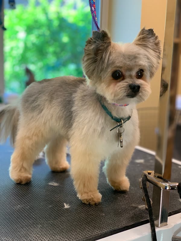 Small tan and gray dog standing on a grooming table