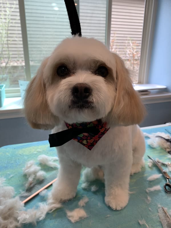 The Luxury Pet gallery photo 10
