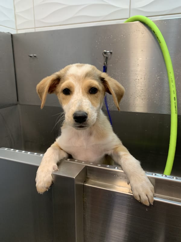 The Luxury Pet gallery photo 15