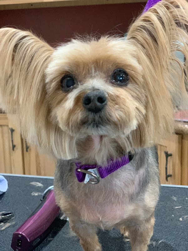 Small tan dog with upright ears and a purple collar on a grooming table