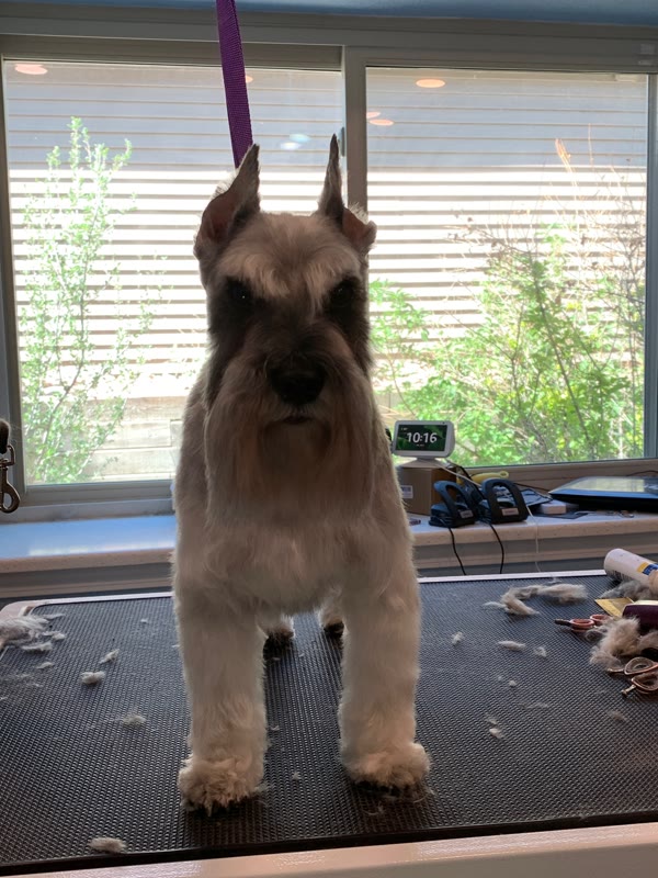 The Luxury Pet gallery photo 19