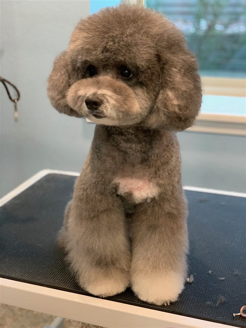 Brown dog with a rounded fluffy haircut standing on a grooming table