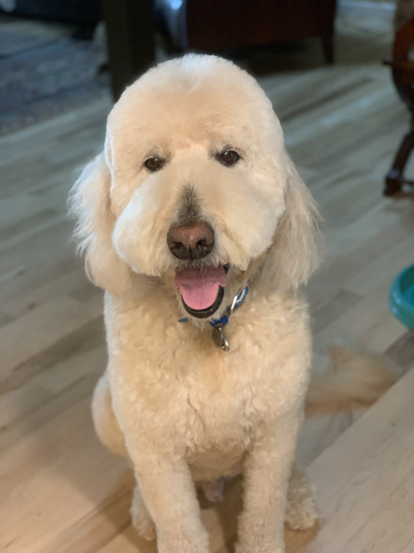 The Luxury Pet gallery photo 6