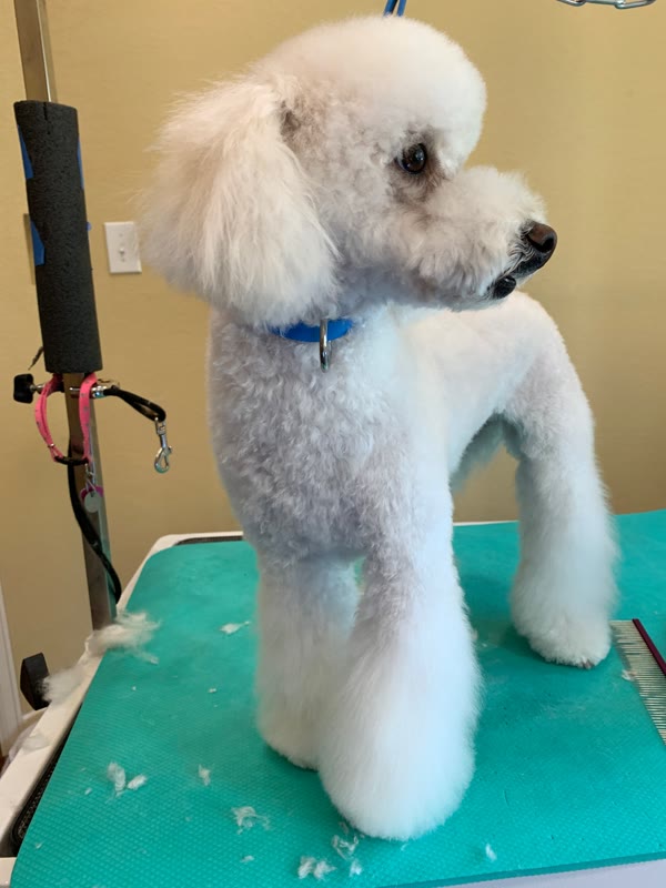 White poodle standing on a green grooming table