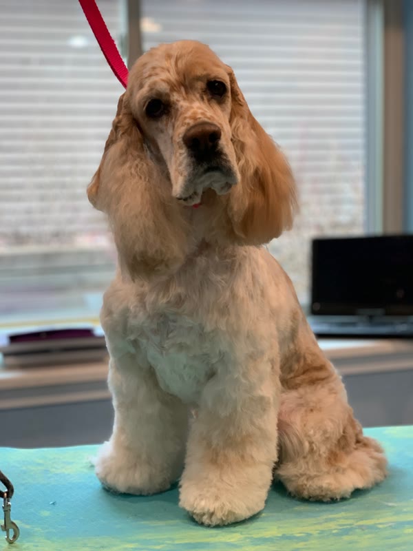 Tan dog with long ears sitting on a grooming table