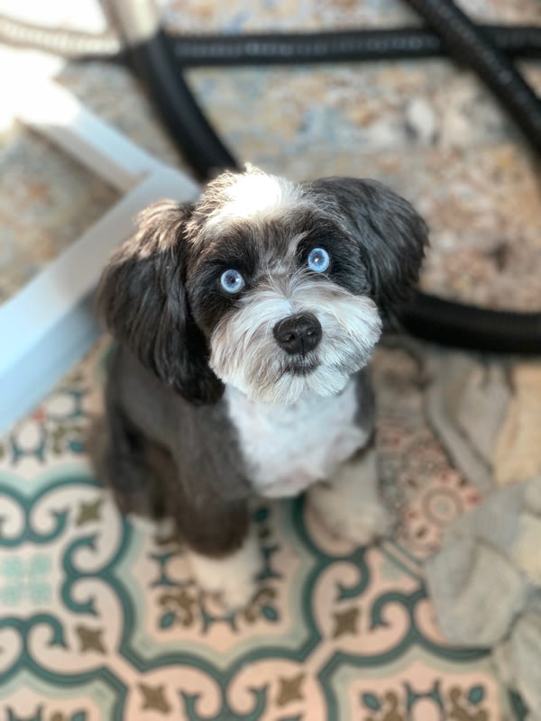 Black-and-white dog with blue eyes looking up from a patterned rug